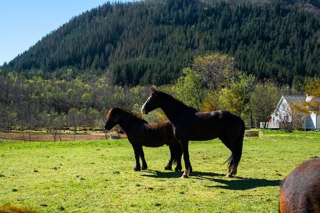 ノルウェーの野生生物スカンジナビアのフィヨルド美しい馬