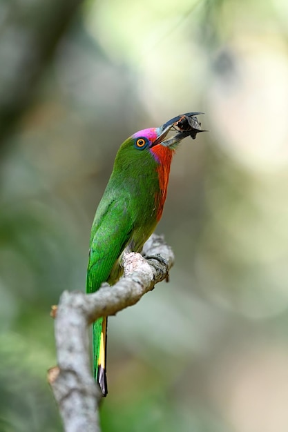 Foto della fauna selvatica dell'uccello della foresta dendrocopos major picchio rosso maggiore con insetti nel becco