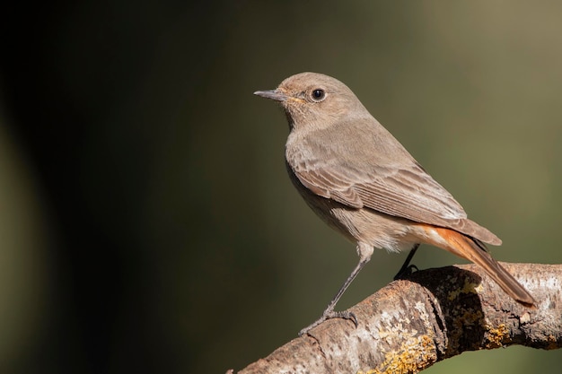 Wildlife photography