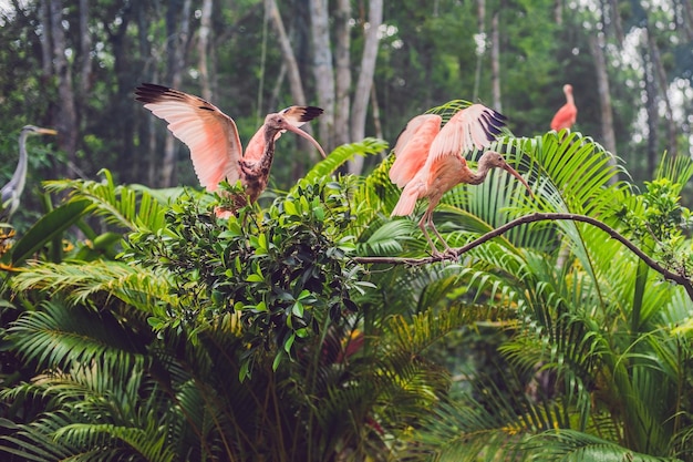 Wildlife and rainforest exotic tropical birds in a bird park