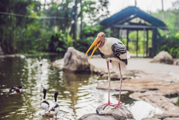 Wildlife and rainforest exotic tropical birds in a bird park