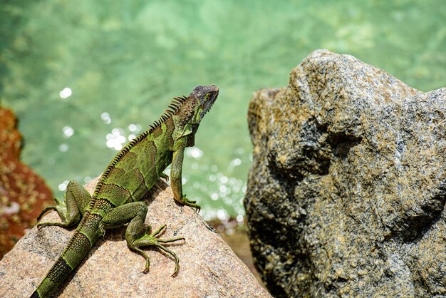 Wildlife reptiel in florida groene hagedissen leguaan