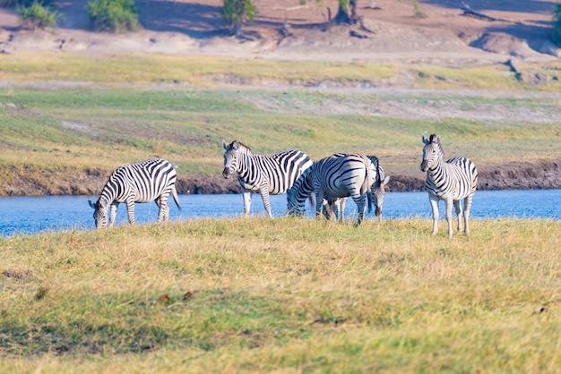 Сафари дикой природы в африканских национальных парках.