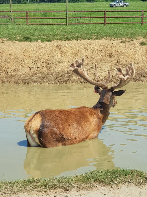 Foto wildlife safari