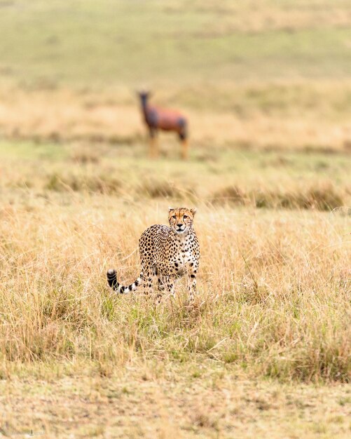 Wildlife in the savannah of east africa