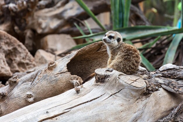 写真 野生のゴーファーは穴から登ってきてその地域を検査しています