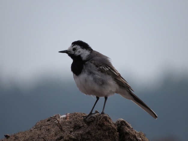 美しい鳥のいる野生生物