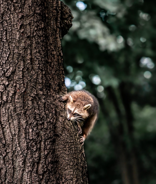 wildlife woods tree fur mammal adorable