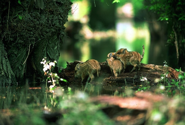 Foto wildvarkensvarkjes op een boomstam in het bos