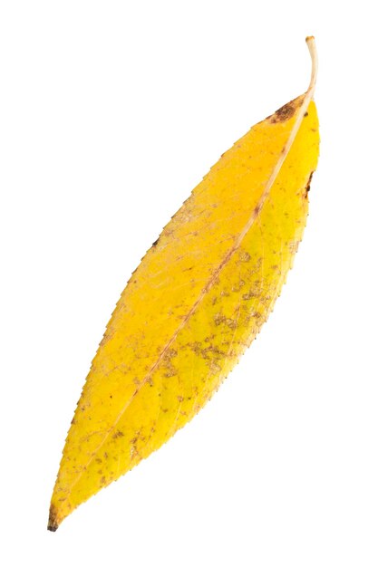 Wilg geel gevallen blad geïsoleerd over white