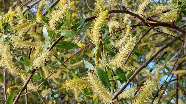 Wilgenborstel in het vroege voorjaar Gele meeldraden op de takken Achtergrondpatroon natuurlijk