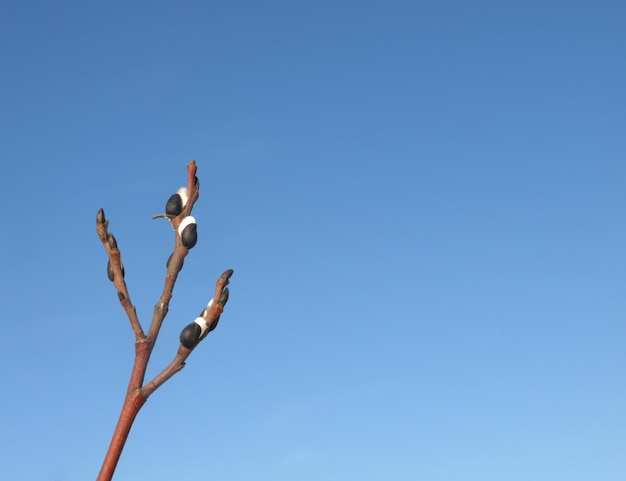 Wilgenknoppen op een blauwe hemelachtergrond