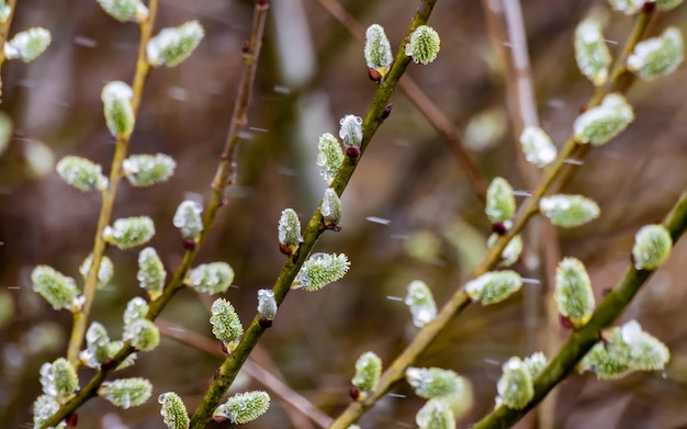 Wilgenpoesje met open pluizige toppen op een achtergrond van de lentenatuur