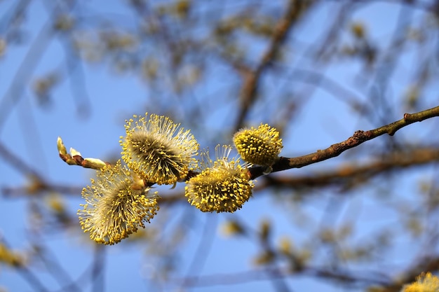 Wilgentak met jonge gele pluizige spruiten bloeit tegen andere onscherpe takken op blauwe lucht