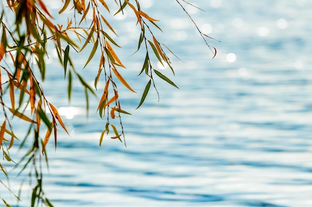 Wilgentak met kleurrijke herfstbladeren bij de rivier Een wilgentak hangt over het water