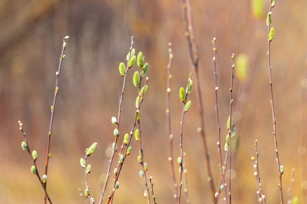 Wilgentak met pluizige katjes in het bos op een onscherpe achtergrond