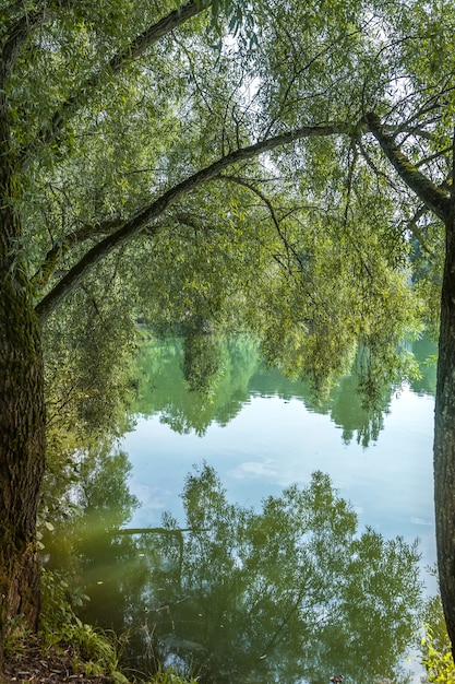 Foto wilgentakken die over de russische natuur van het meer hangen