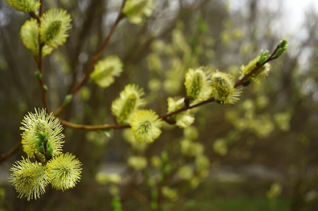 wilgentakken lente achtergrond, abstract wazig zicht op de lente begin maart pasen