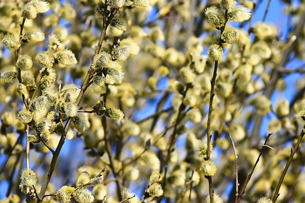 wilgentakken lente achtergrond, abstract wazig zicht op de lente begin maart pasen