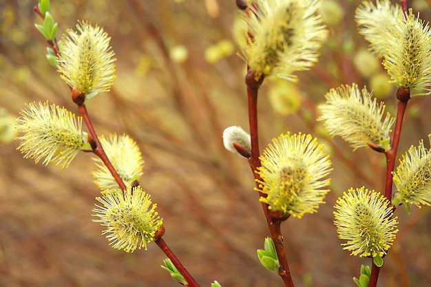 wilgentakken lente achtergrond, abstract wazig zicht op de lente begin maart pasen