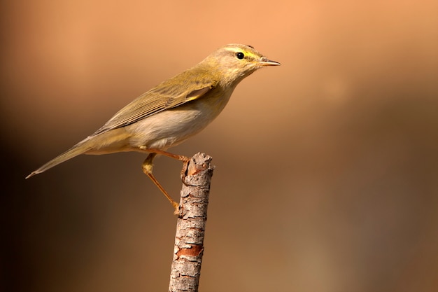 Wilgenzanger, Phylloscopus trochilus, vogel, zangvogel