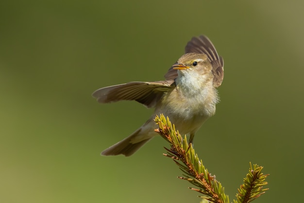 Wilgenzanger (phylloscopus trochilus) zittend op een pijnboomtak.