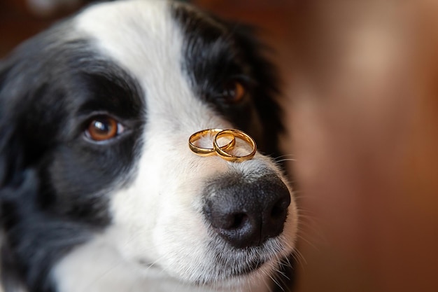 Will you marry me funny portrait of cute puppy dog border\
collie holding two golden wedding rings on nose close up engagement\
marriage proposal concept