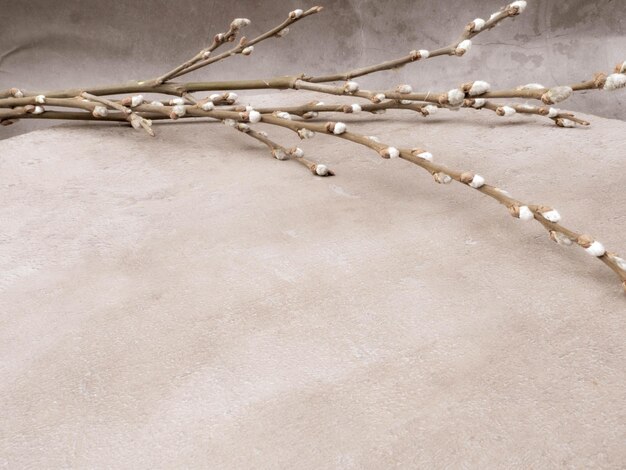 Willow background for Palm Sunday Willow catkins easter twigs