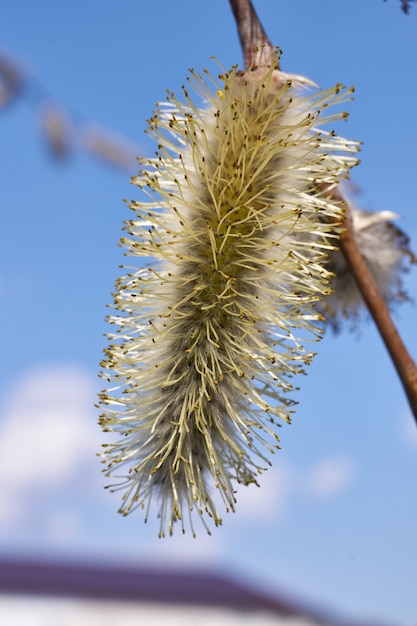 Foto willow bloeit op een tak