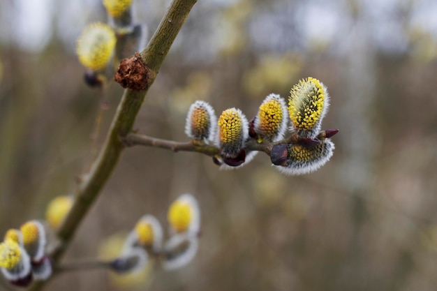 willow blooming branch in spring with fluffy catkins