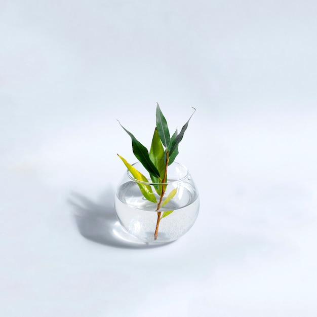 Willow branch in a glass vase