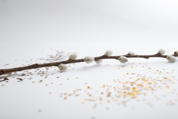 Willow branch on white background