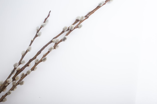 Willow branch on white background