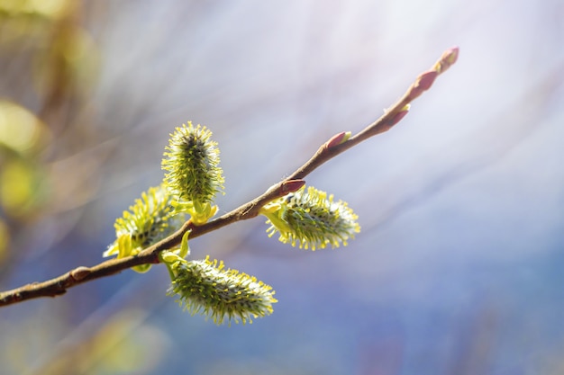 Willow branch with catkins on a blurred in the forest