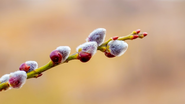 Willow branch with catkins close up on a blurred