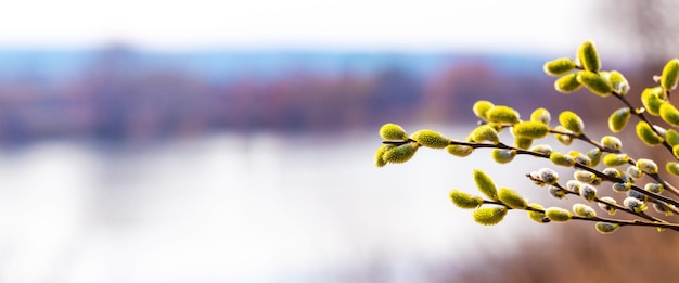 Willow branch with catkins near the forest and river on a blurred light background. Easter background