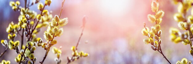 Willow branch with catkins near the forest and river on a blurred light background. Easter background