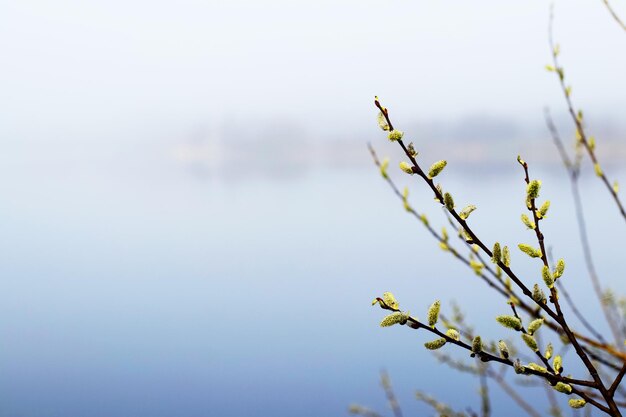 Photo willow branch with catkins near the river in the morning fog