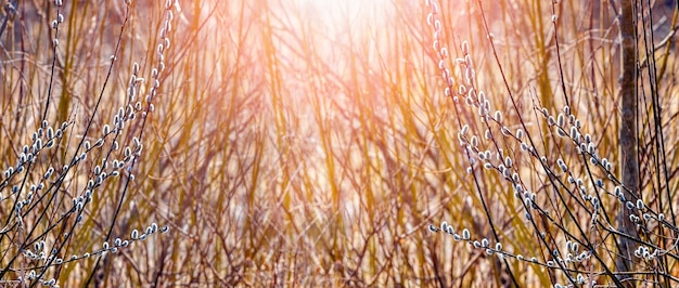 Ветка ивы с сережками в лесу среди зарослей молодых деревьев в солнечную погоду. Пасхальный фон
