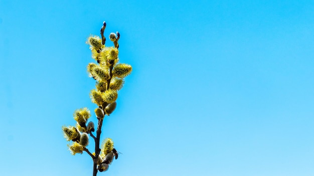 Willow branch with fluffy catkins on a background of blue sky