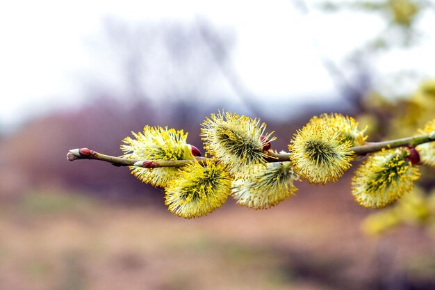 ぼやけた背景に大きなふわふわの尾状花序を持つ柳の枝