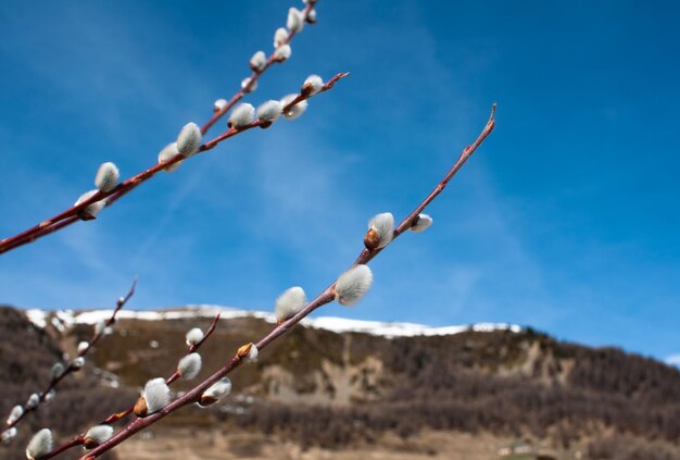 Photo willow branches against the backdrop of mountains in spring