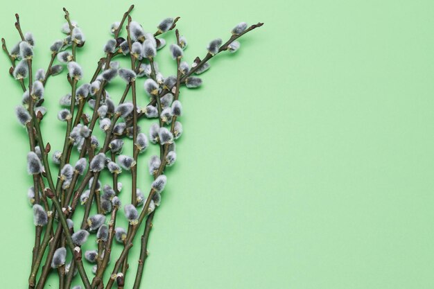 Willow branches are a symbol of the Christian holidays Palm Sunday and Easter. pussy willow on a green background, top view. Minimalistic Easter card with place for your text. Horizontal photo.