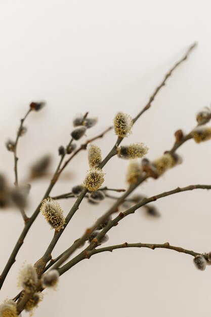 Willow branches close up in sunny light on white wall background Happy Easter