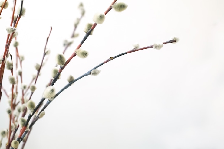 Photo willow branches for easter. preparing for easter. 