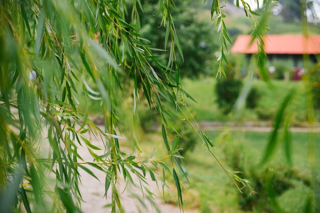 Willow branches hang beautifully from the tree. In the background, a house or cottage.