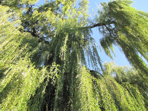 Willow branches a hung down against the blue sky