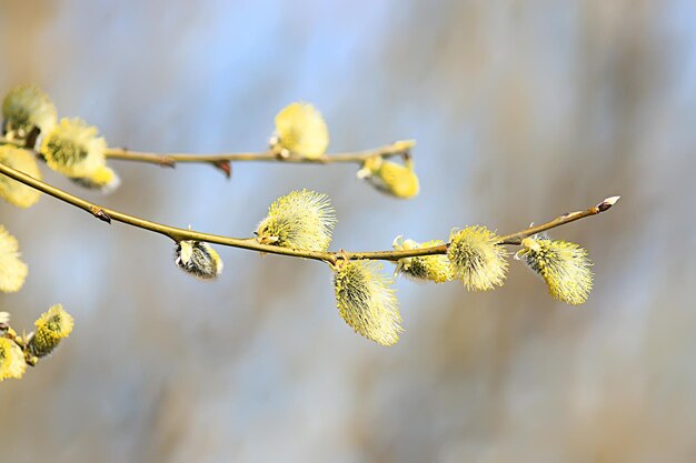 柳の枝春の背景、春の3月上旬のイースターの抽象的なぼやけたビュー