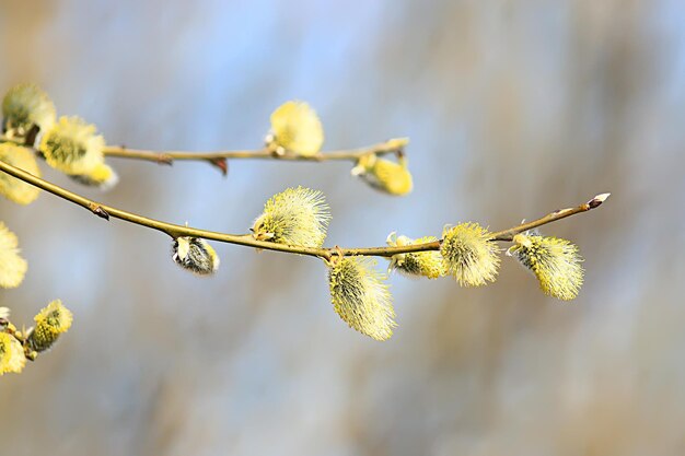 willow branches spring background, abstract blurred view of spring early march easter