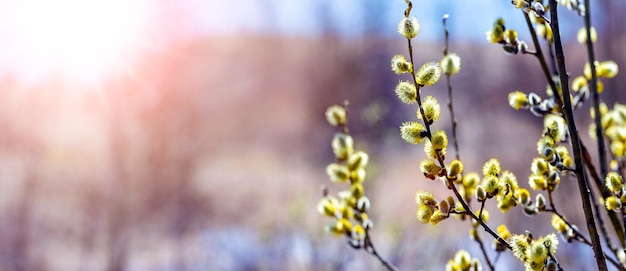 Willow branches with catkins on a background of forest during sunset